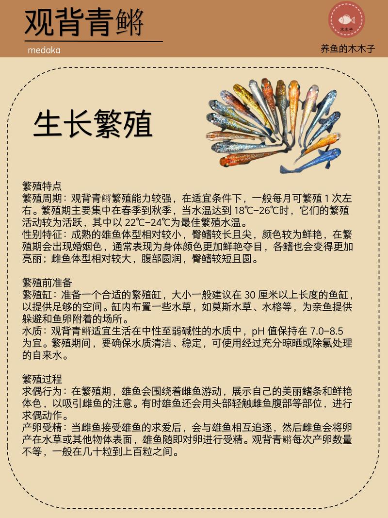 观背青鳉鱼作为风水鱼，其寓意和作用究竟有何特别之处？