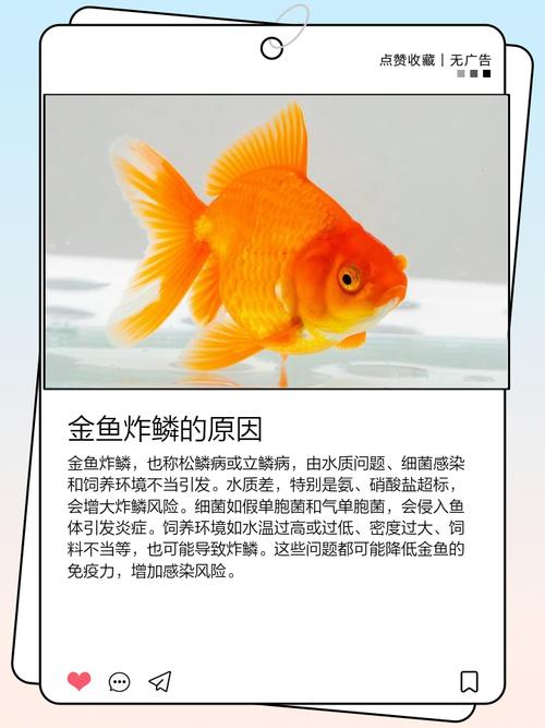 鱼儿受伤是否会对家居风水产生不良影响？