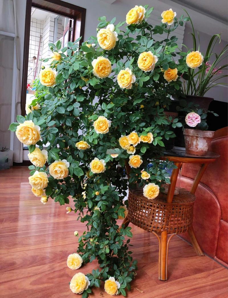 阳台养月季花会对家宅风水产生怎样的影响呢？