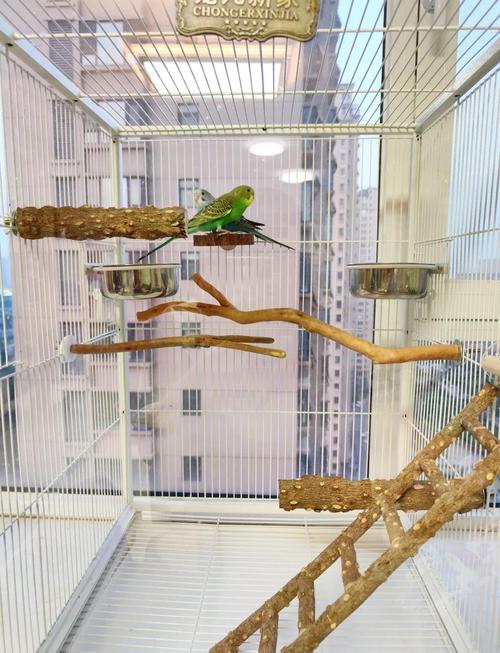 家里适合养鹦鹉的风水布局是怎样的呢？