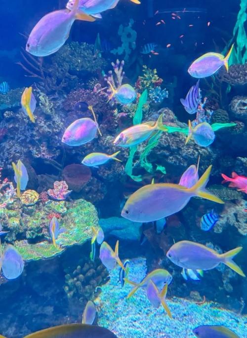 上海长风水族馆有哪些必玩项目？