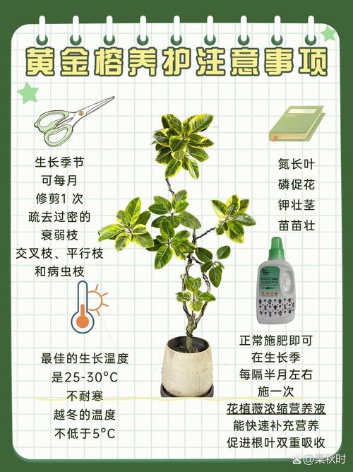 家里种植黄金植物风水如何？