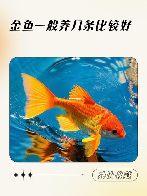 金命土命者适合养什么鱼？土命人家中养鱼适宜否？