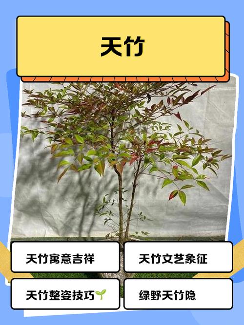 家里适合养海天竹吗？这对风水有好处吗？