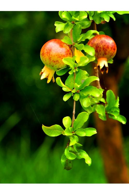 石榴的寓意与风水之间是否存在某种关联？