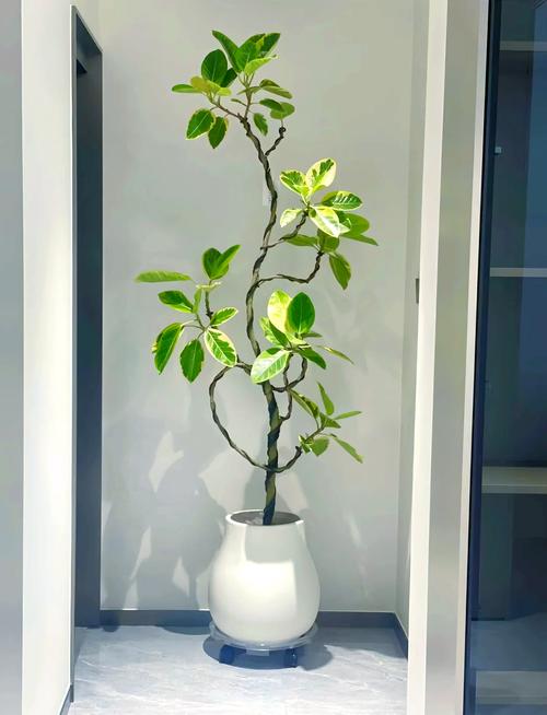 黄金榕树摆放家中会与风水相冲吗？