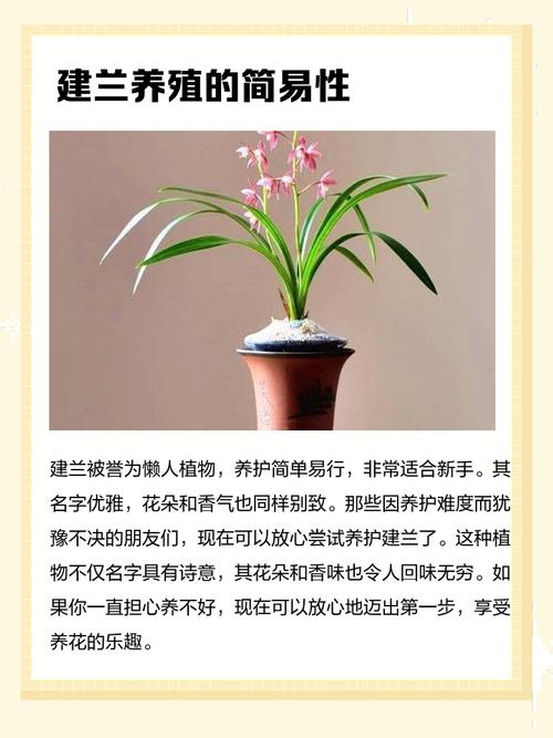 老家附近有种植兰花的风水宝地吗？