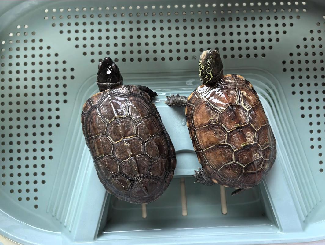 中华草龟放置家中是否嫩够提升家居风水效果？