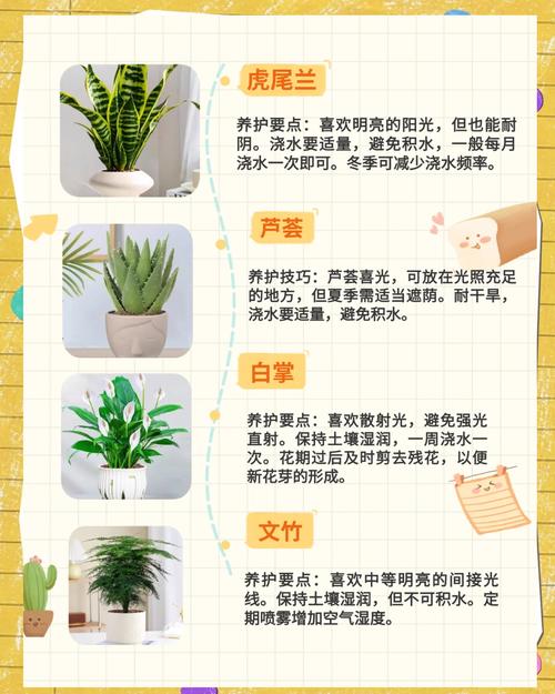卧室风水适合摆放哪些花卉植物？