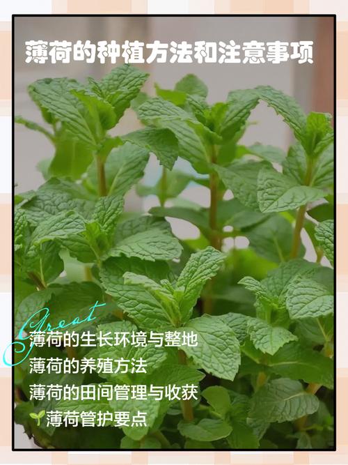 在楼房内种植薄荷对风水有影响吗？