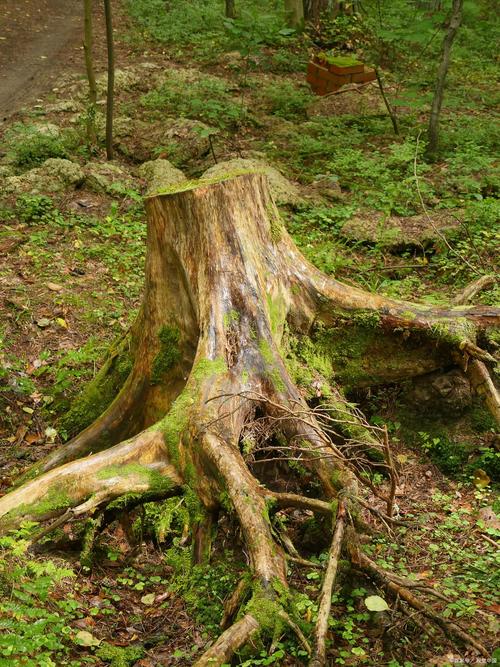 树根深入地下是否会对风水产生不良影响？