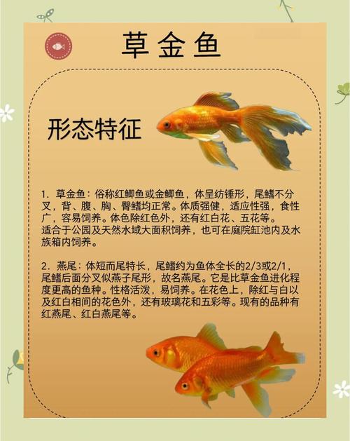 家中养的金鱼难道不是被称作风水鱼吗？