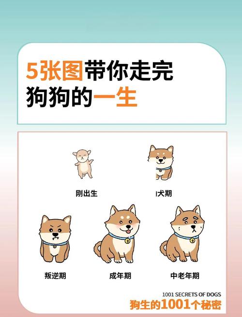 1994年出生的狗男和1970年出生的狗分别是什么命？