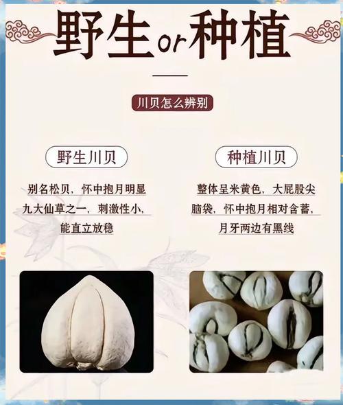 皇家贝母作为风水物品，其作用和功效究竟如何呢？