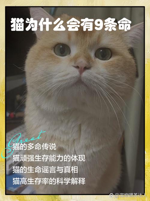 ‘九命不是九条命’和‘一猫九命’是什么意思？