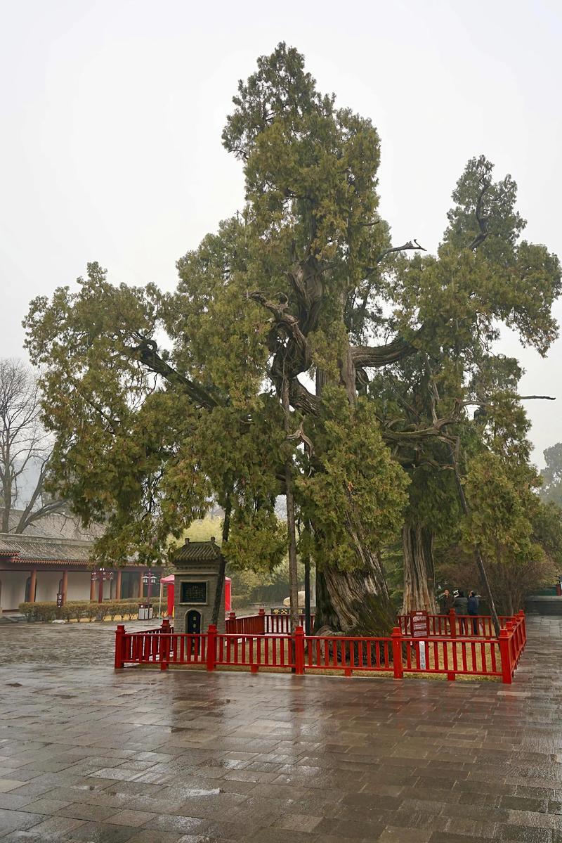 宗祠种植柏树是否遵循风水学中的特定讲究？