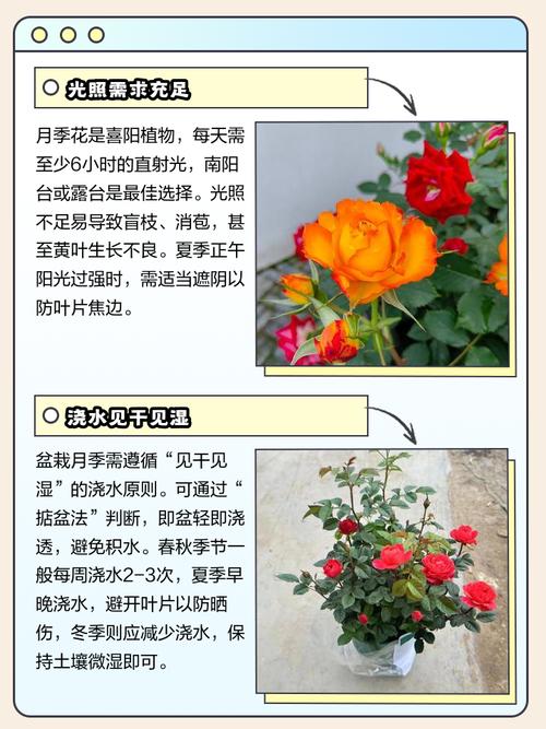 月季种植过多是否会对家居风水产生不良影响？