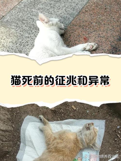 属猫的人九条命是什么命，猫死后多久会投胎转世？