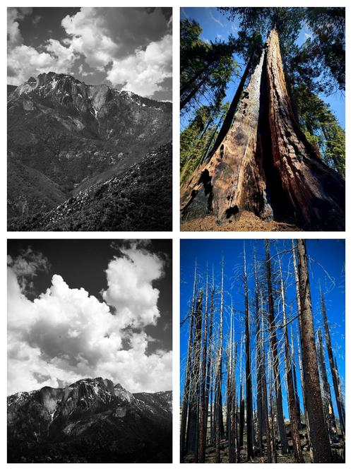 家里摆放红杉树对风水有影响吗？