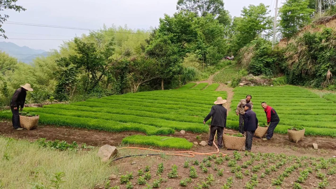 这个家里的插秧风水到底怎么样，对家庭运势有影响吗？
