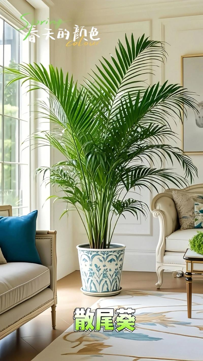 散尾葵摆放位置对风水有讲究吗？