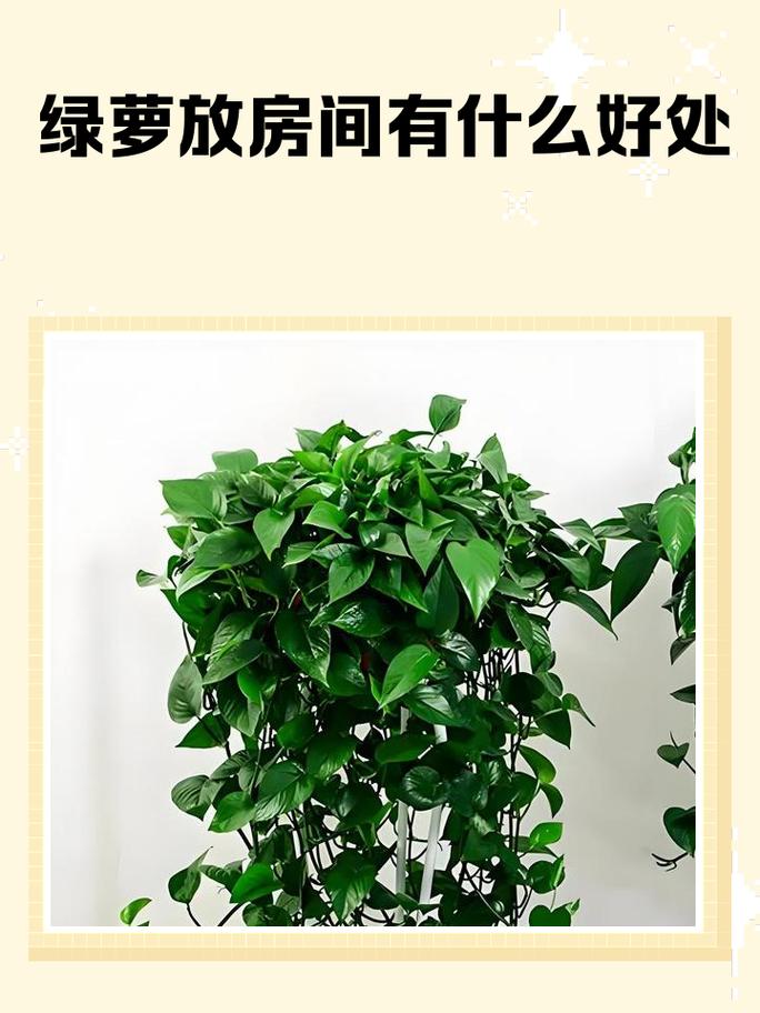 家里养绿萝会对风水产生怎样的影响呢？