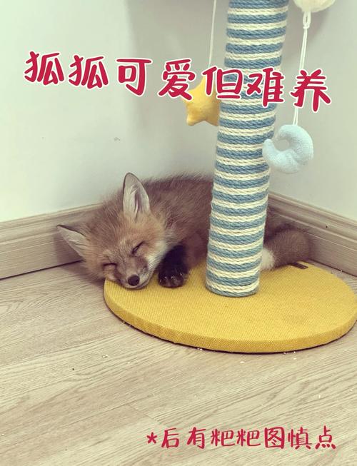 狐狸在家饲养风水适宜吗？