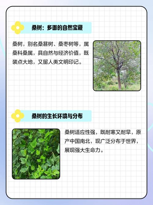 耕地种桑树风水怎么样？适合种植吗？