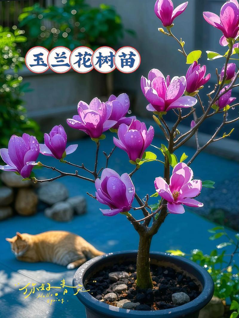 庭院风水适宜种植玉兰树吗？