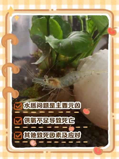 客厅养虾会对家居风水产生不良影响吗？