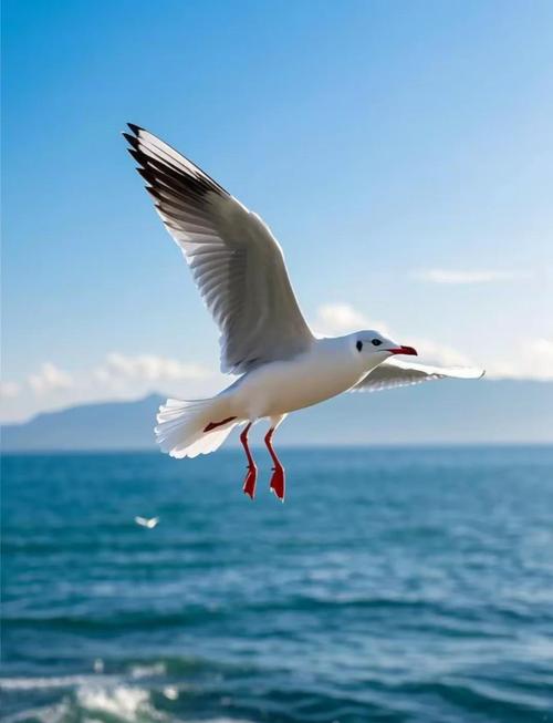 海鸥满天飞，命中海鸥者有何特征？