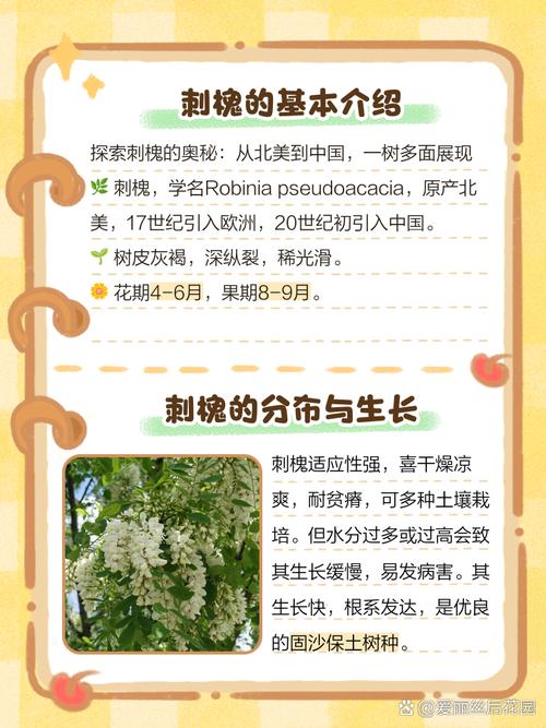 家里风水会受到死刺槐影响吗？