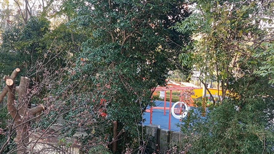 樟树修剪对住宅风水有何具体影响？