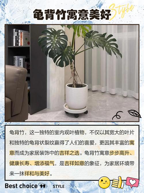 龟背竹在风水上有哪些讲究和寓意？