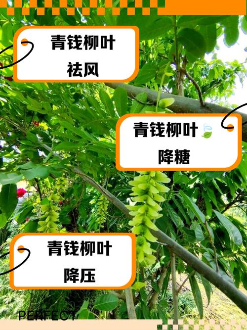 家里种柳树风水好吗？适合所有家庭种植吗？