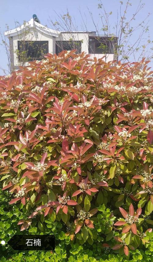 石楠树在风水布局中能起到怎样的作用呢？