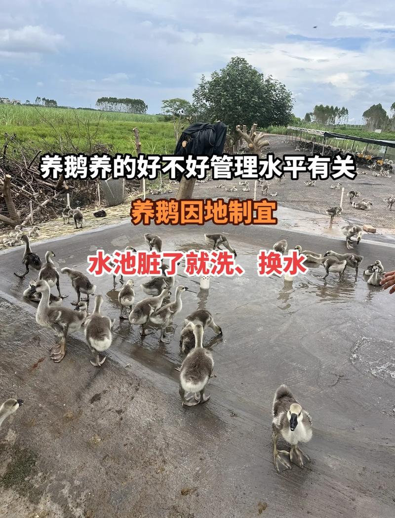 楼顶笼养鹅会对住宅风水产生怎样的影响呢？