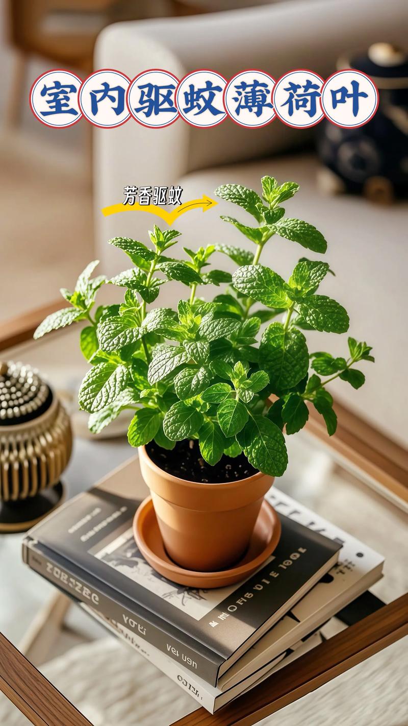 薄荷的风水属性是阴性吗？这会对家居布局有影响吗？