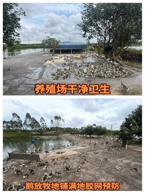 楼顶笼养鹅会对住宅风水产生怎样的影响呢？