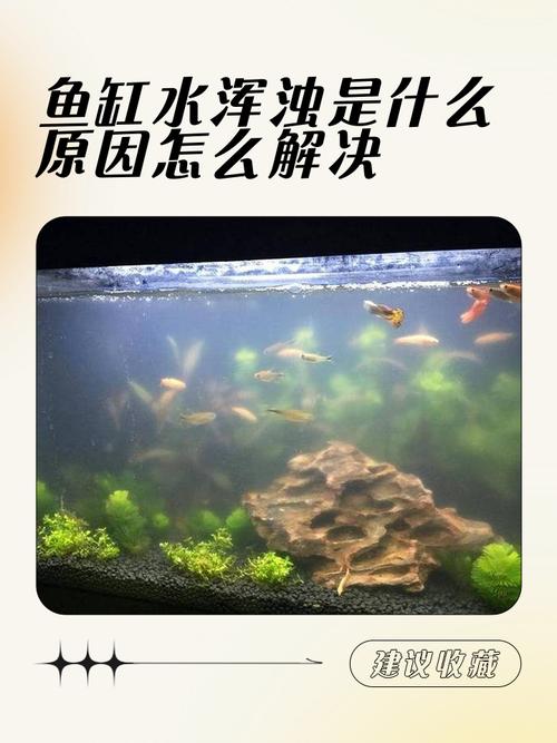 风水石养鱼时鱼缸内会不会因为水流循环导致氧气不足？