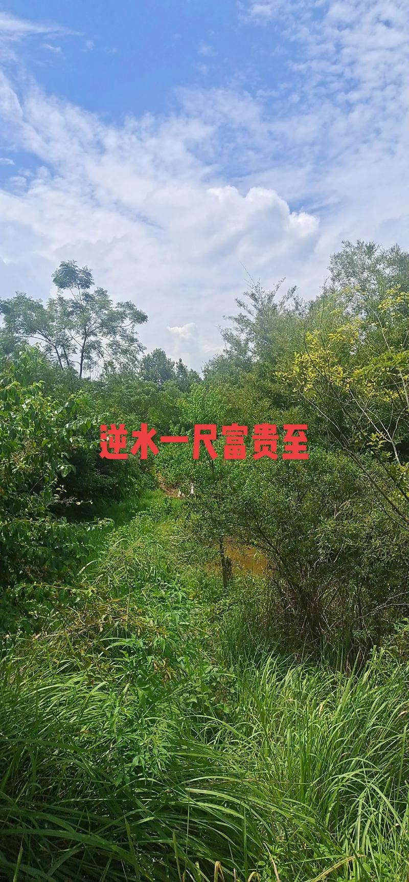 风水大师能否用鹅来化解禁住家宅的大地煞气？